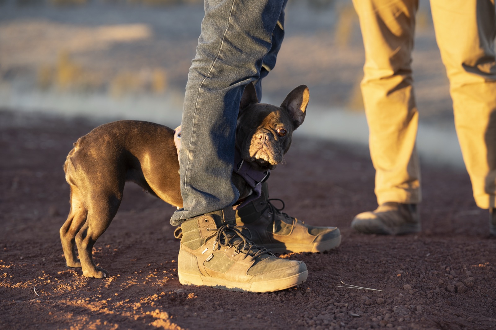 A small dog tucked between two crew members' boots at golden hour