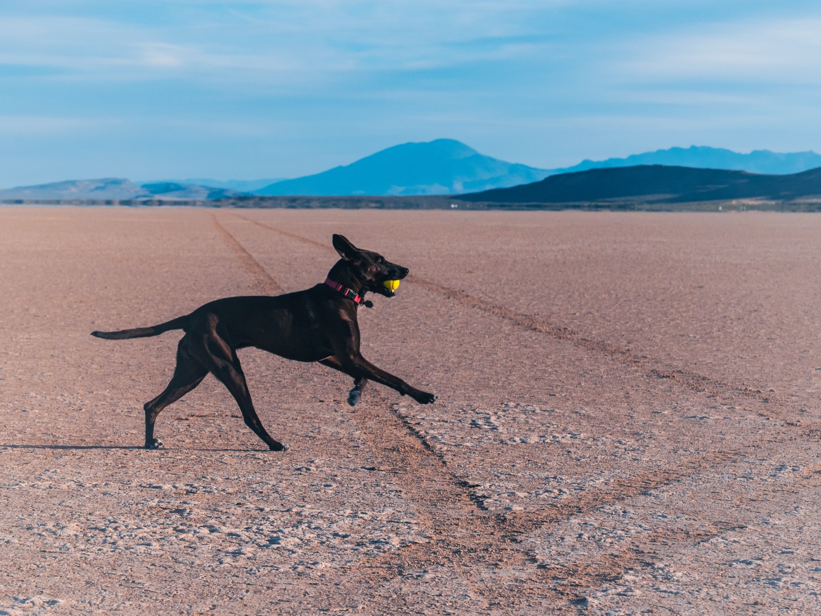 Sadie the black dog sprinting across a desert playa with a tennis ball
