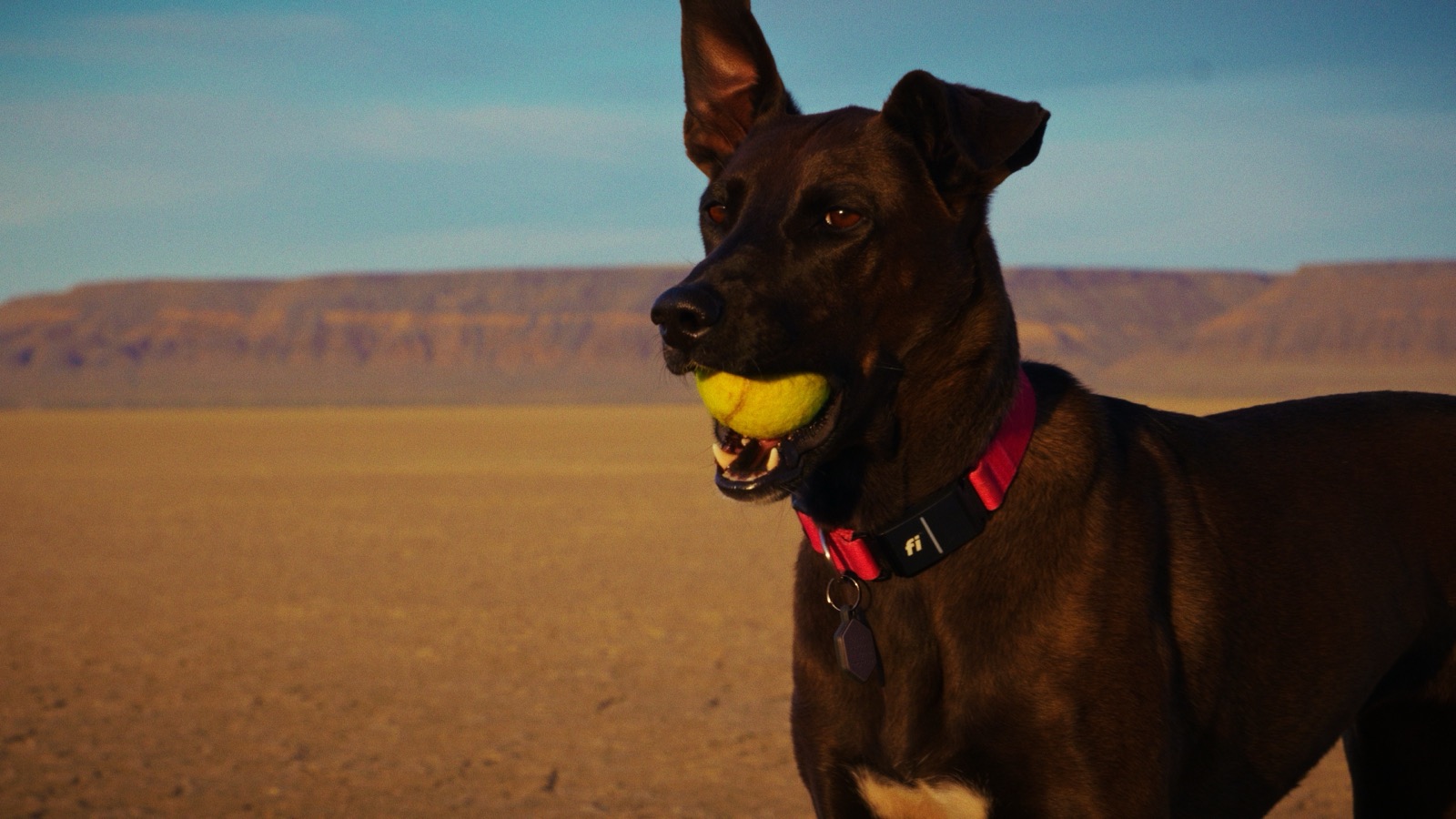 Sadie the black dog close up with a tennis ball at sunset